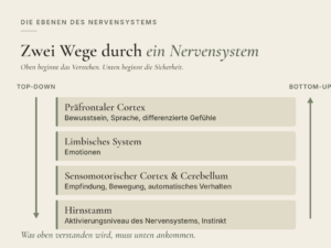 Infografik: Die Ebenen des Nervensystems mit dem Titel Zwei Wege durch ein Nervensystem; Balken und Pfeile zeigen obere und untere Ebenen, gefolgt von Textblöcken wie Präfrontaler Cortex und limbisches System.